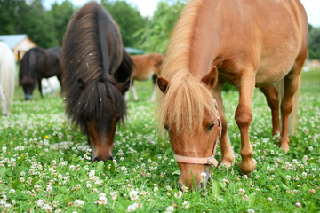 Falabella Foal mini horses grazing on a green meadow