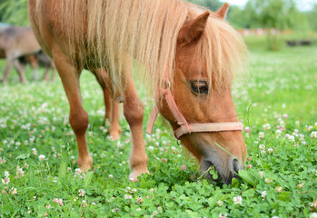 Fototapeta premium Falabella Foal mini horse grazing on a green meadow