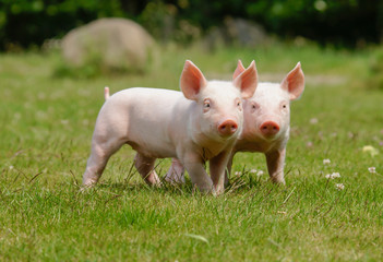 Zwei niedliche Ferkel nebeneinander auf einer Wiese