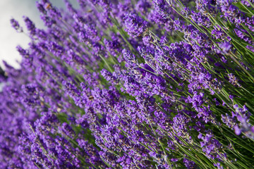 Fototapeta na wymiar Lavender blooming