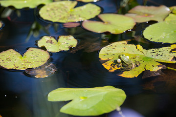 Quakender Frosch im Seleger Moor