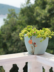a pot of flowers on the balcony balustrade with a beautiful view
