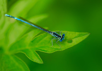tiny dagonfly on green