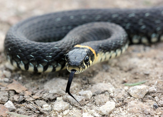 head of Grass snake with his tongue hanging out crawling 