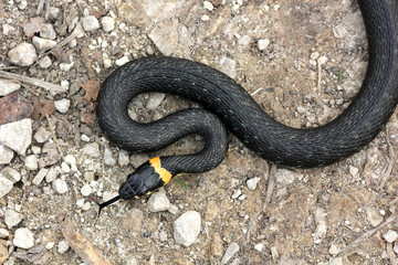 head of Grass snake with his tongue hanging out crawling 