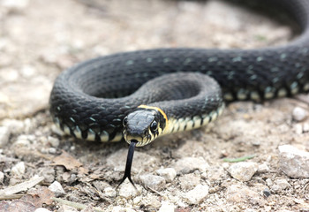 head of Grass snake with his tongue hanging out crawling 