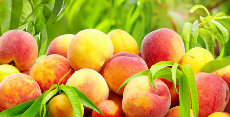 a lot of fresh tasty peaches in summer garden © Olesia Bilkei