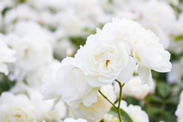 Macro of white roses