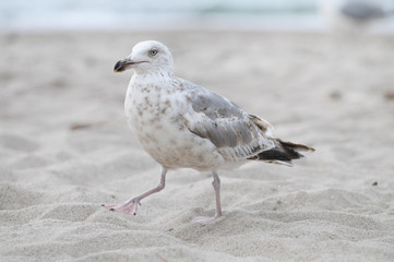 Junge Silbermöwe im Sand