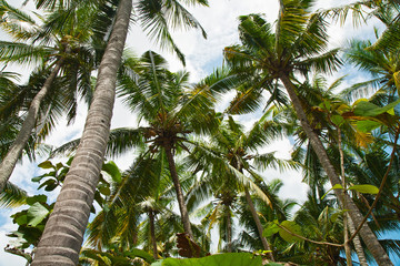 Obraz premium Coconut palm trees