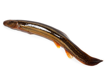 Misgurnus fossilis, European weatherfish