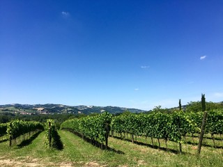 Fototapeta na wymiar Le colline ed ibvigneti di Urbino - Marche