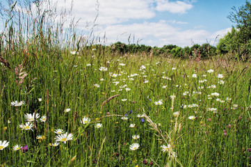 Prairie fleurie