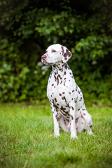 adorable brown dalmatian dog sitting on grass