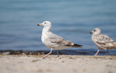 Fototapeta premium Silbermöwe geht am Strand spazieren