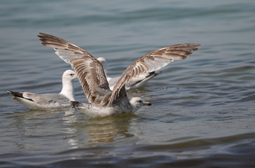 Junge Silbermöwen schwimmen in der Ostsee