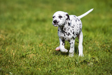 black dalmatian puppy running on grass