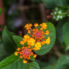 Lantana Camara flower