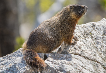 Yellow-bellied marmot