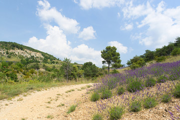 Fototapeta premium Landscape in the French Drome