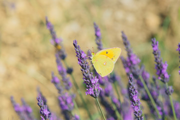 common brimstone butterfly on Lavender