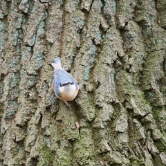 Eurasian nuthatch in tree