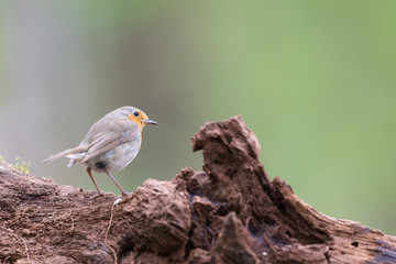 European Robin in tree
