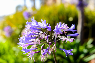 Fototapeta premium dreamy sweet flowers, with bokeh and defocused design