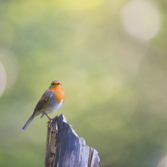 European Robin