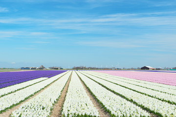 Fototapeta na wymiar Flower fields with colorful hyacinths