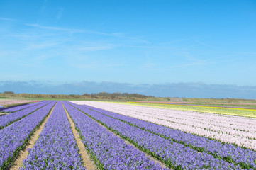 Fototapeta na wymiar Flower fields with colorful hyacinths