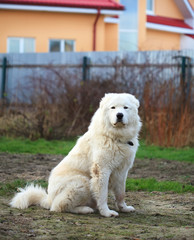 Maremma or Abruzzese patrol dog sitting on the grass 