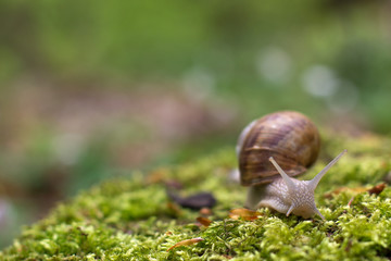 Snail