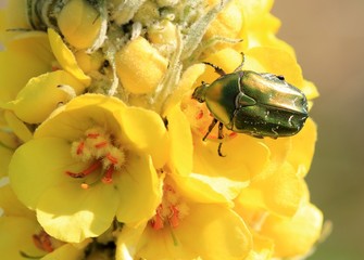 Жук бронзовка на цветах коровяка высокого