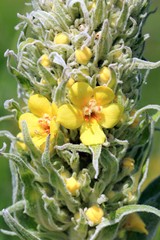 Цветы коровяка высокого  (Verbascum densiflorum)