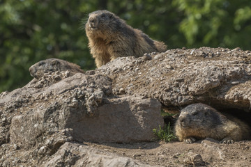 Fototapeta premium Murmeltier (Marmota)