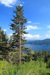 Сосны на берегу горного озера © dinar12