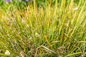 dreamy sweet flowers, with bokeh and defocused design