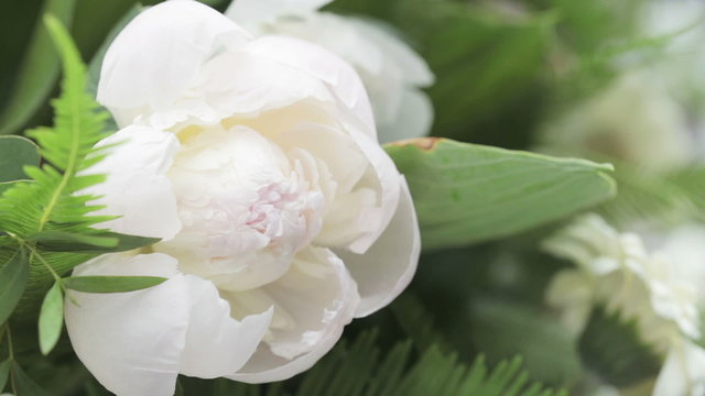 White Peony