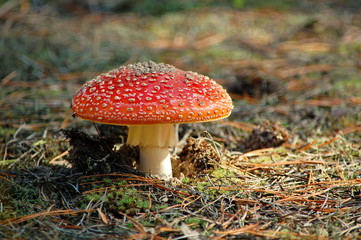 Fly agaric toadstool (Amanita muscaria) among the pine needles.
