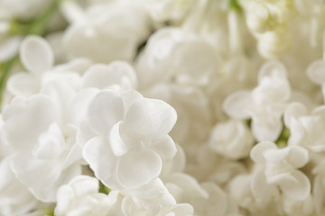 macro photo of white lilac flowers