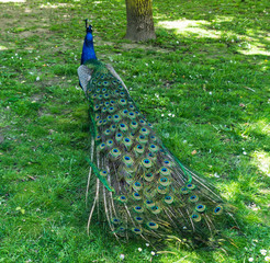 Obraz premium walking beautiful peacock tail