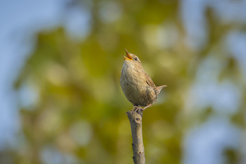 Eurasian Wren bird singing