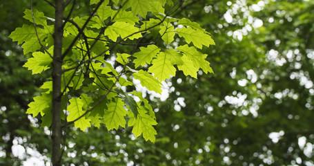 Obraz premium young oak leaves in summer day