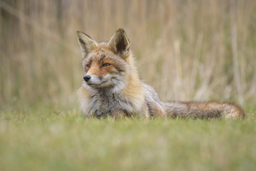 Wild red fox