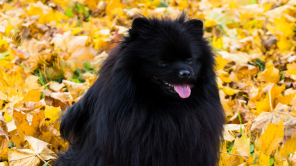 pomeranian dog german spitz autumn season