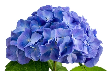 Photo sur Plexiglas Hortensia Fleur d& 39 hortensia violet