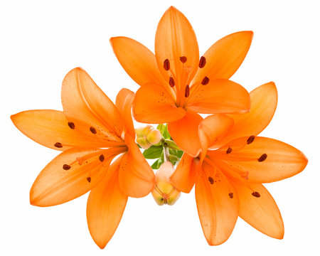 Fototapeta Orange lily isolated