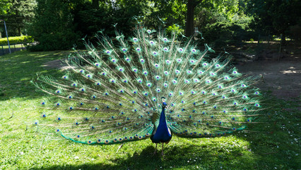 Obraz premium walking beautiful peacock tail