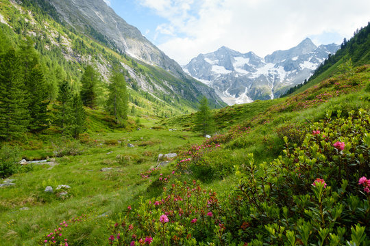 Alm Landschaft in Österreich